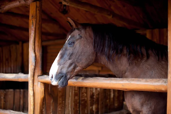 Cute Horse standing in wooden stable. Animal standing in stable at modern farm