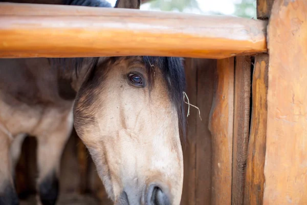 Cute Horse standing in wooden stable. Animal standing in stable at modern farm