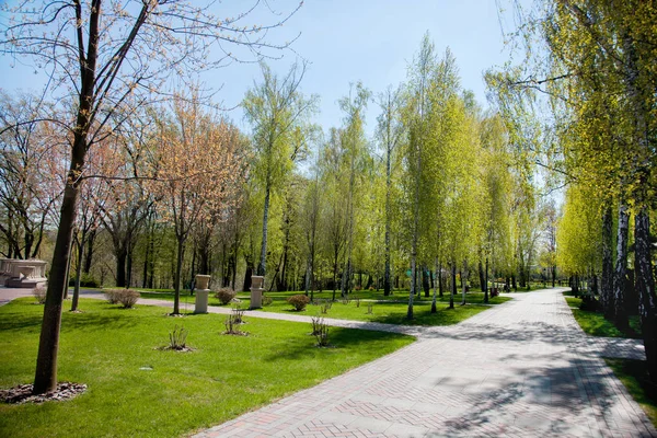 Groene Planten Bomen Moderne Park Onder Blauwe Hemel Lichte Zomer — Stockfoto