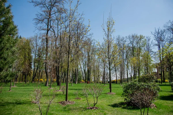 Groene Planten Bomen Moderne Park Onder Blauwe Hemel Tijdens Heldere — Stockfoto