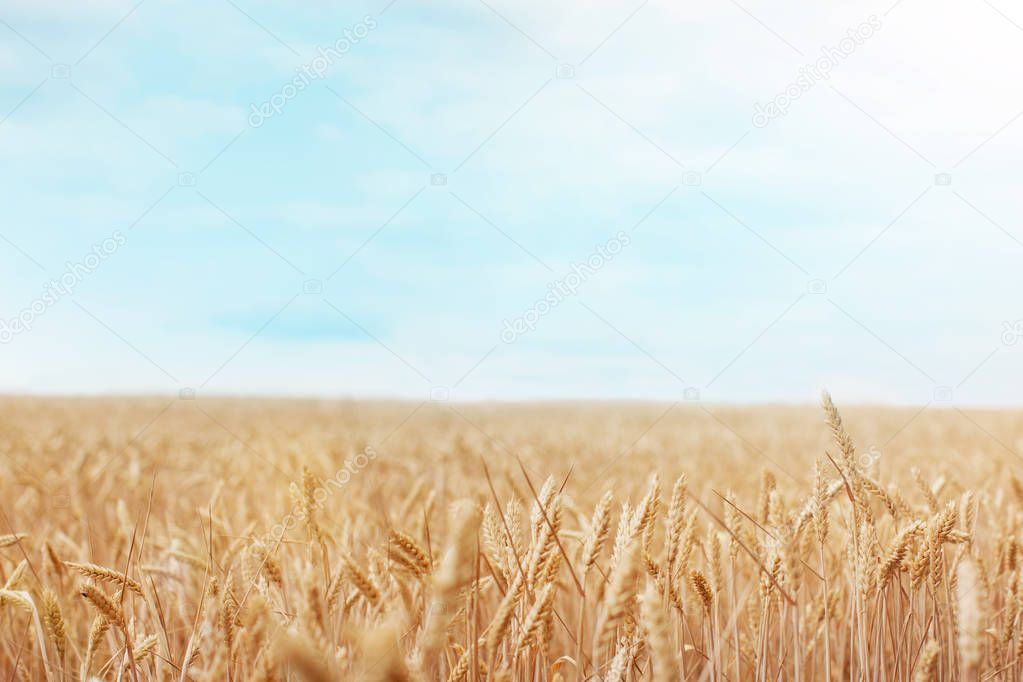 Wheat field. Ripened wheat Harvest. Beautiful Nature Sunset Landscape. Rural Scenery under Shining Sunlight. Background of ripening ears of meadow wheat field.