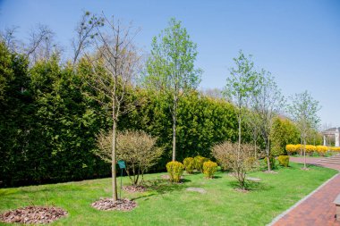 Yeşil bitkiler ve ağaçlar parlak sonbahar gün boyunca mavi gökyüzü altında modern Park