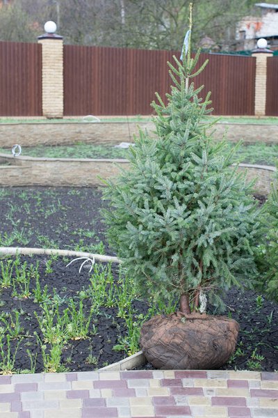 Посадка деревьев в почве, планирование участка, ландшафт. Коричневый металл
