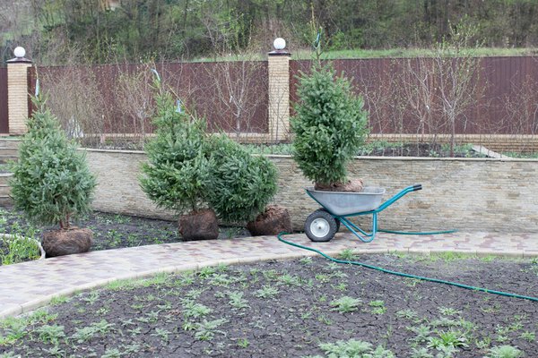Planting trees in soil, site planning, landscape. Brown metal fence background