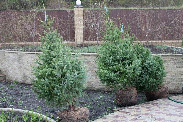 Planting trees in soil, site planning, landscape. Brown metal fence background