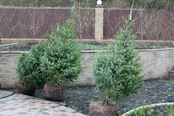 Посадка деревьев в почве, планирование участка, ландшафт. Коричневый металл
