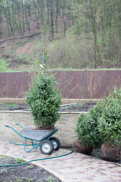 Planting trees in soil, site planning, landscape. Brown metal fence background