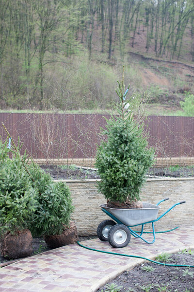 Посадка деревьев в почве, планирование участка, ландшафт. Коричневый металл
