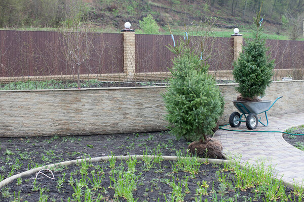 Planting trees in soil, site planning, landscape. Brown metal fence background