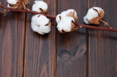 Ahşap masa arka plan üzerinde yeni gelişen ağaç dalı closeup