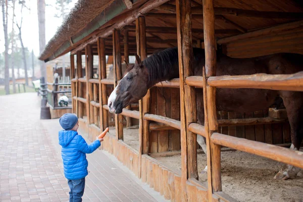 Little Child Boy feeding horse on sunny daytime in country. Feeding animal with varnish, carrots. Child taking care of animal on countryside ranch. Kid and animal friendship