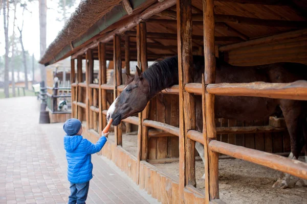 Little Child Boy feeding horse on sunny daytime in country. Feeding animal with varnish, carrots. Child taking care of animal on countryside ranch. Kid and animal friendship