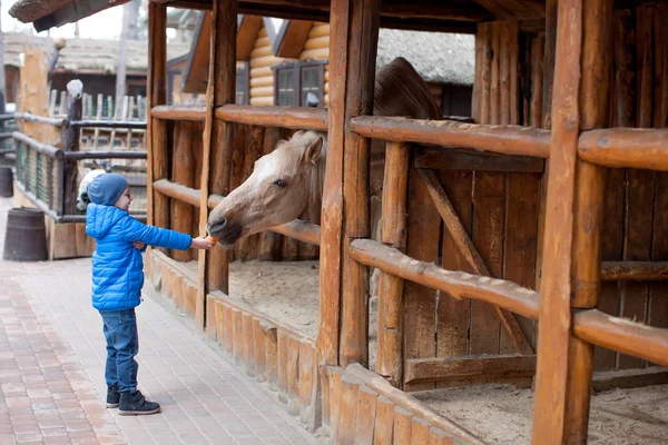 Little Child Boy feeding horse on sunny daytime in country. Feeding animal with varnish, carrots. Child taking care of animal on countryside ranch. Kid and animal friendship