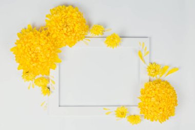 Sarı Kasımpatı papatya çiçekleri beyaz b beyaz sınırla