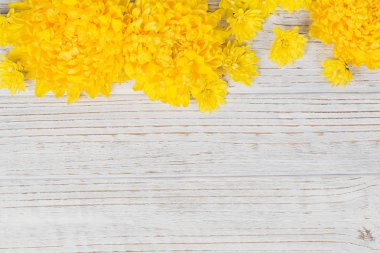 Beyaz ahşap zemin üzerine sarı Kasımpatı papatya çiçekler.