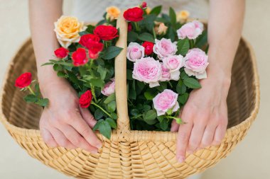 Kadınların elinde bir sepetin içinde çiçek açan gül. Bahçe konsepti.