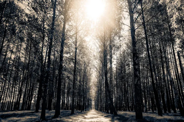 Sunny forest path. The sun streaming through the leaves of birch