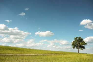 Yeşil çayır, mavi gökyüzü ve beyaz bulutlar büyük ağacı