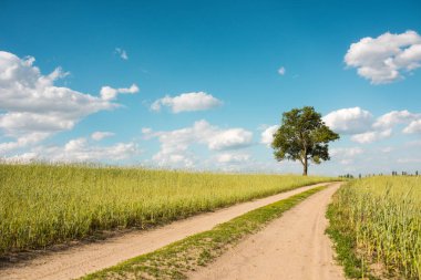 Yaz boyunca ağaç yeşil çimen, yol ve bulutlar, yatay