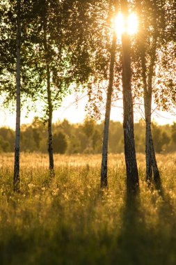 Günbatımı bir çayır üzerinde genç ağaç ile