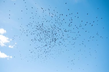 Mavi gökyüzünde uçan kuşlar .