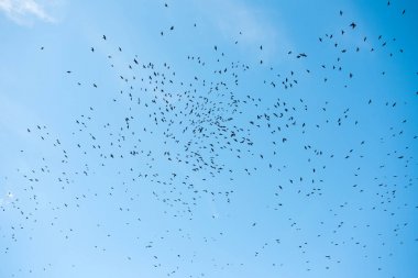 Mavi gökyüzünde uçan kuşlar .