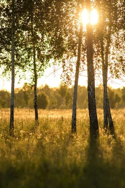 Günbatımı bir çayır üzerinde genç ağaç ile