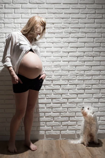 कुत्ते नोफिल्टर के साथ गर्भावस्था की कच्ची एचपी फोटो। गर्भावस्था और मातृत्व अवधारणा कुत्ते के साथ सफेद ईंट की दीवार पर खुश गर्भवती महिला का चित्र . — स्टॉक फ़ोटो, इमेज