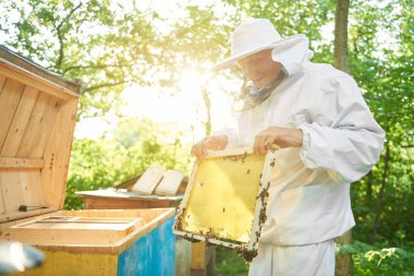 Üst düzey arıcı onun arı kovanı çalışma
