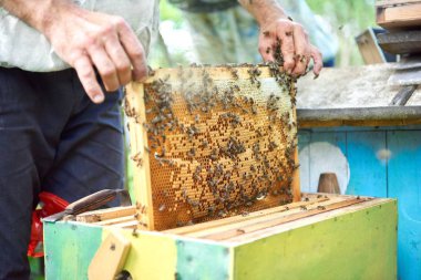 Petek çerçeve tutarak onun arı kovanı çalışma arıcı