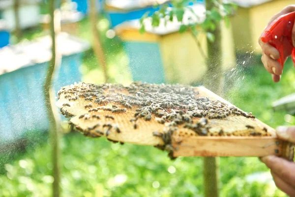 Imker arbeitet in seinem Bienenhaus mit Wabenrahmen — Stockfoto