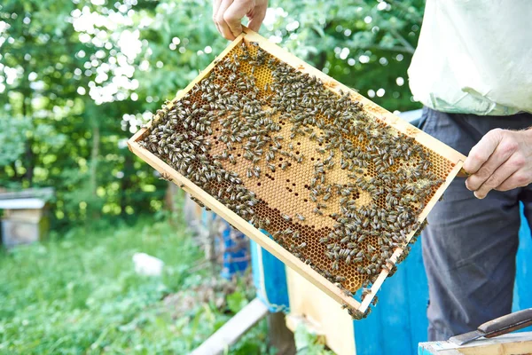 Petek çerçeve tutarak onun arı kovanı çalışma arıcı