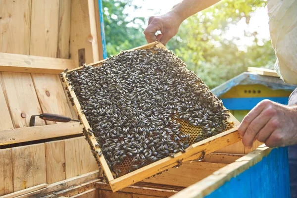 Apicultor trabajando en su colmenar sosteniendo el marco de panal — Foto de Stock