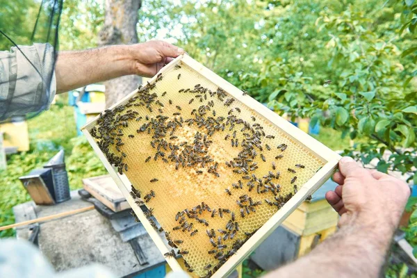 Apicultor trabajando en su colmenar sosteniendo el marco de panal — Foto de Stock