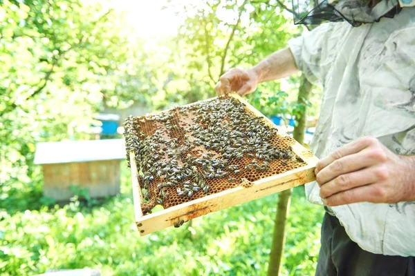 Petek çerçeve tutarak onun arı kovanı çalışma arıcı