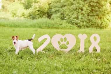Çok güzel mutlu fox terrier köpek park 2018 yeni yıl greetin
