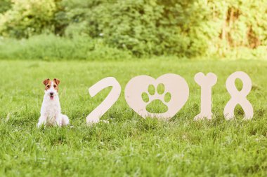 Çok güzel mutlu fox terrier köpek park 2018 yeni yıl greetin