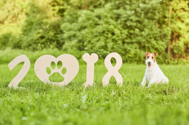 Çok güzel mutlu fox terrier köpek park 2018 yeni yıl greetin