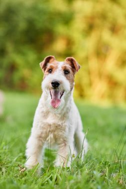 Çok güzel mutlu fox terrier köpek parkı