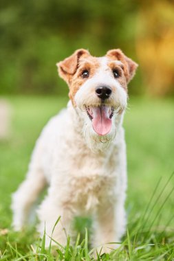 Çok güzel mutlu fox terrier köpek parkı