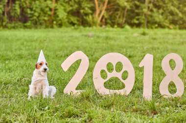 Çok güzel mutlu fox terrier köpek park 2018 yeni yıl greetin