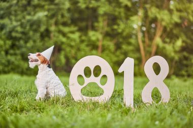 Çok güzel mutlu fox terrier köpek park 2018 yeni yıl greetin