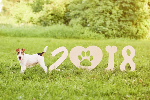 Çok güzel mutlu fox terrier köpek park 2018 yeni yıl greetin