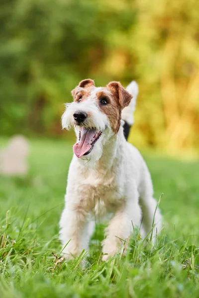 Çok güzel mutlu fox terrier köpek parkı