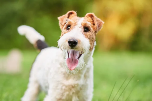 Adorable chien terrier renard heureux au parc — Photo