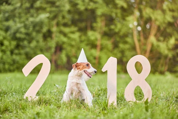 Çok güzel mutlu fox terrier köpek park 2018 yeni yıl greetin