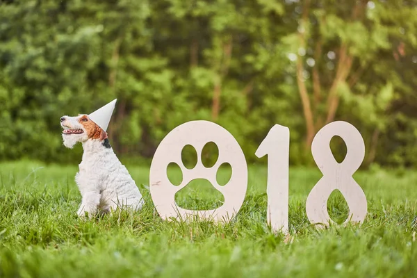 Adorable happy fox terrier dog at the park 2018 new year greetin Stock Image