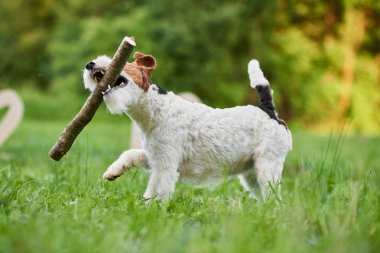 Çok güzel mutlu fox terrier köpek parkı