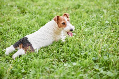 Çok güzel mutlu fox terrier köpek parkı