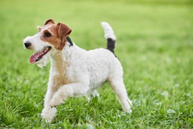 Çok güzel mutlu fox terrier köpek parkı